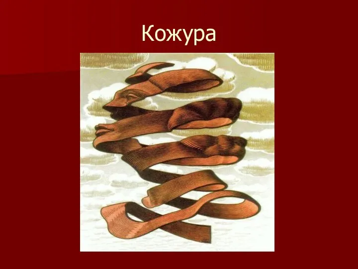 Кожура