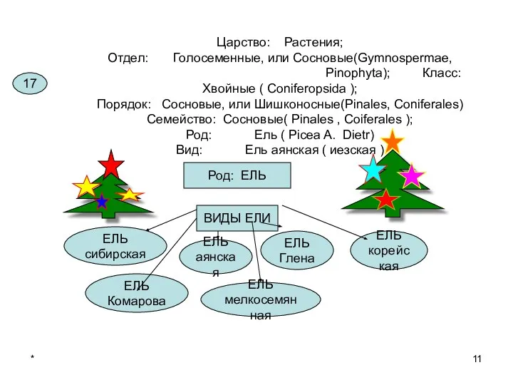 * Царство: Растения; Отдел: Голосеменные, или Сосновые(Gymnospermae, Pinophyta); Класс: Хвойные (