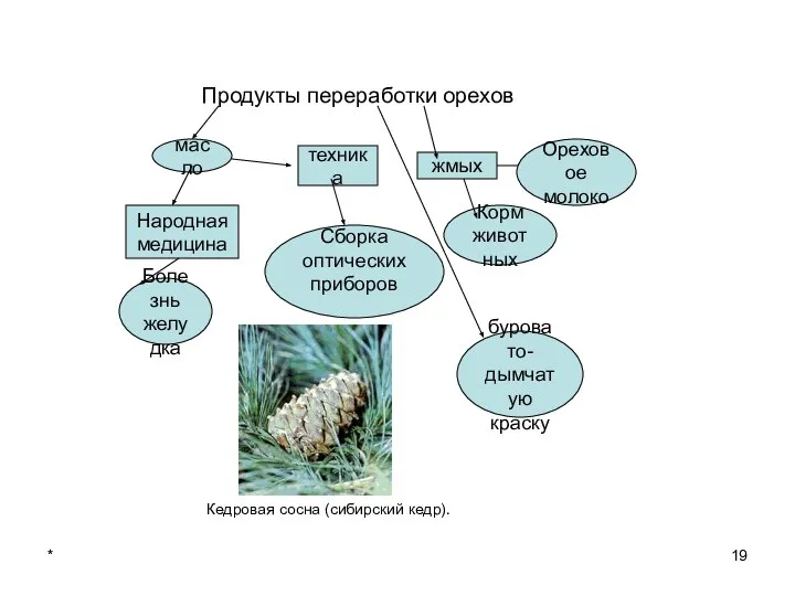 * Продукты переработки орехов Народная медицина Болезнь желудка масло техника Сборка