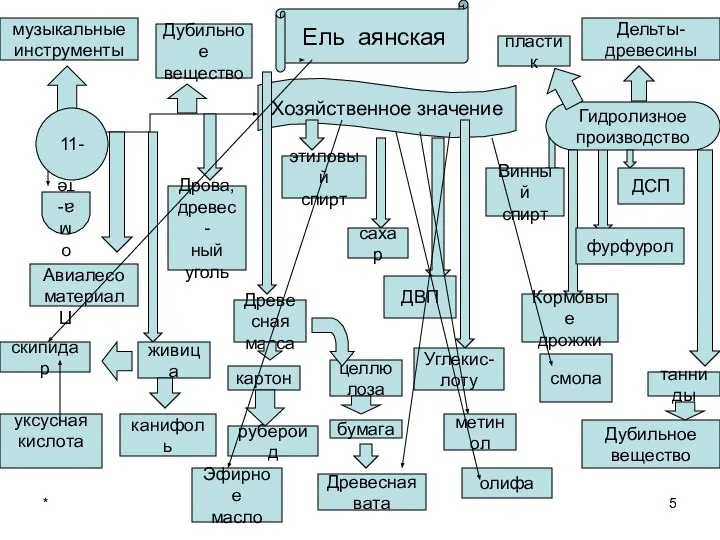 * Ель аянская Хозяйственное значение Пилома- териалы Гидролизное производство Винный спирт