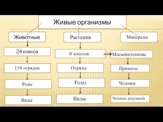 Живые организмы Животные Растения Минералы 24 класса 6 классов 116 116