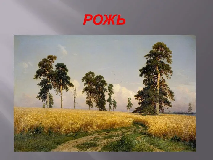 РОЖЬ