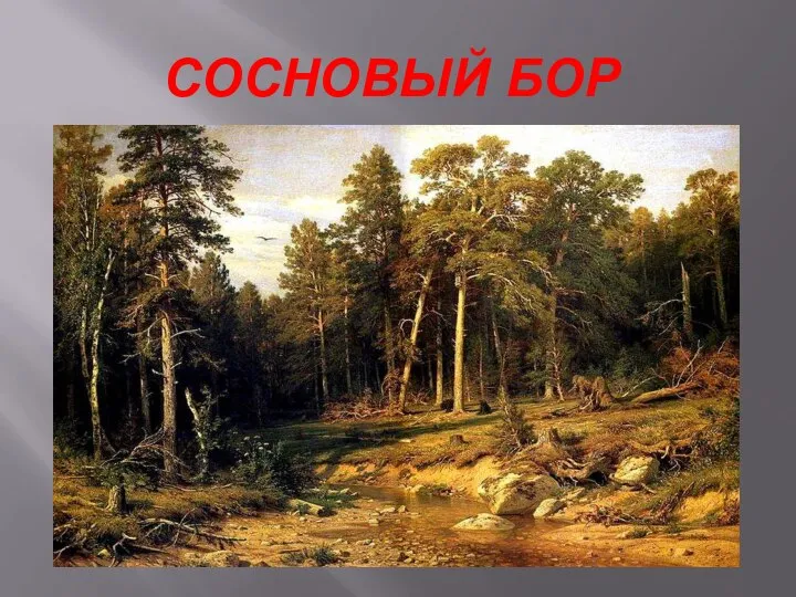 СОСНОВЫЙ БОР