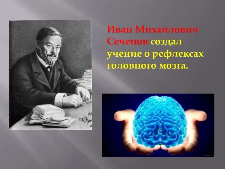 Иван Михайлович Сеченов создал учение о рефлексах головного мозга.