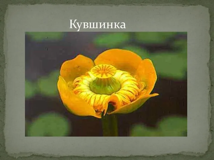 Кувшинка