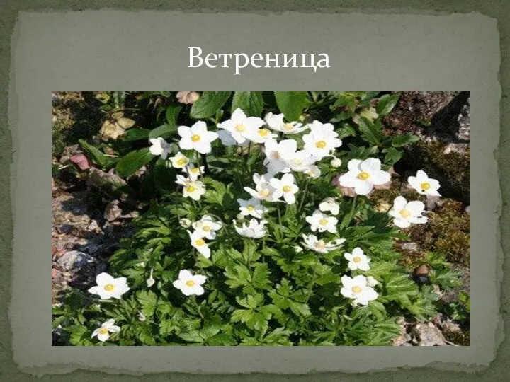 Ветреница