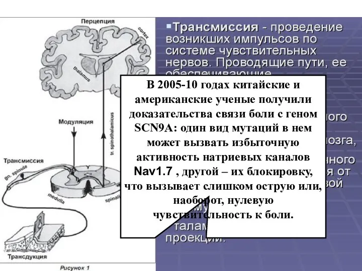 В 2005-10 годах китайские и американские ученые получили доказательства связи боли