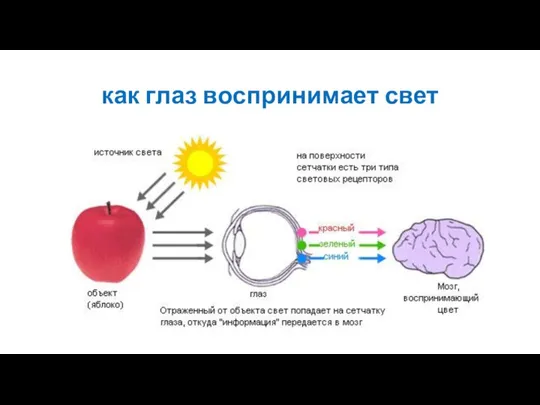 как глаз воспринимает свет