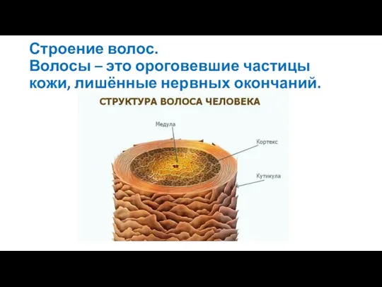 Строение волос. Волосы – это ороговевшие частицы кожи, лишённые нервных окончаний.