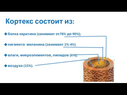 белка кератина (занимает от78% до 90%); пигмента меланина (занимает 1%-4%) влаги,