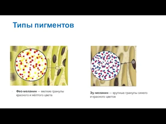 Типы пигментов Эу-меланин — крупные гранулы синего и красного цветов Фео-меланин