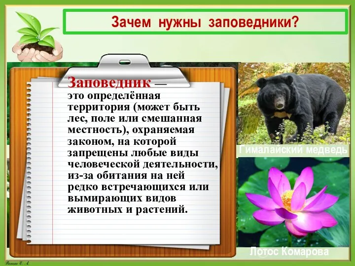 Зачем нужны заповедники? Амурский тигр Белая сова Гималайский медведь Ландыш майский