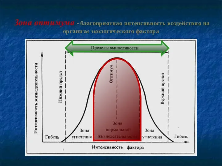 Зона оптимума - благоприятная интенсивность воздействия на организм экологического фактора