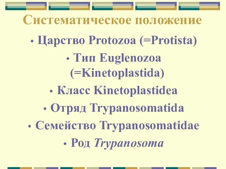 Систематическое положение Царство Protozoa (=Protista) Тип Euglenozoa (=Kinetoplastida) Класс Kinetoplastidea Отряд Trypanosomatida Семейство Trypanosomatidae Род Trypanosoma