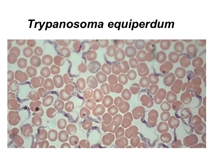 Trypanosoma equiperdum