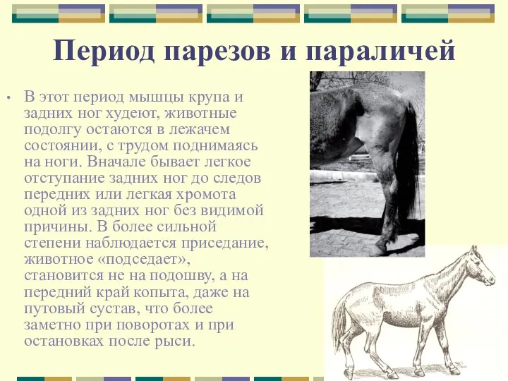 Период парезов и параличей В этот период мышцы крупа и задних