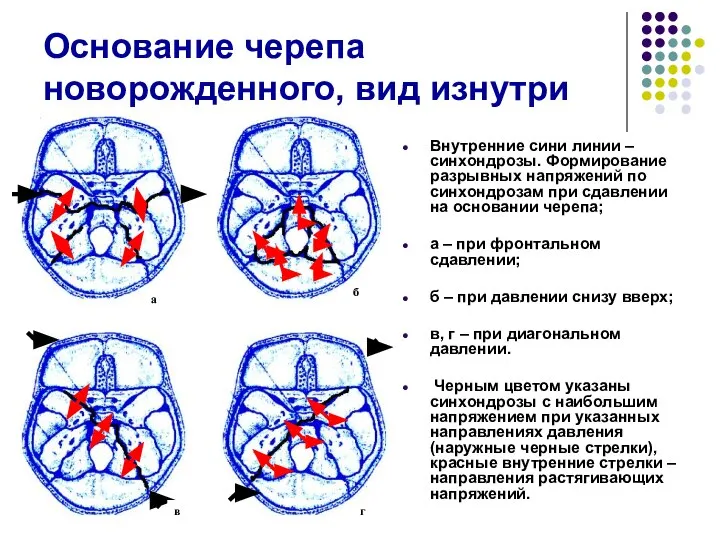 Основание черепа новорожденного, вид изнутри Внутренние сини линии – синхондрозы. Формирование