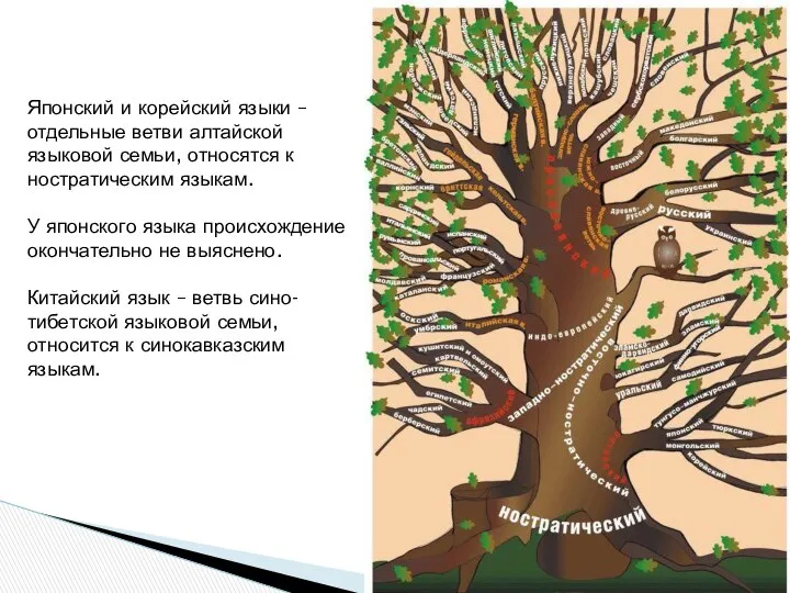 Японский и корейский языки – отдельные ветви алтайской языковой семьи, относятся