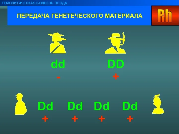 ПЕРЕДАЧА ГЕНЕТЕЧЕСКОГО МАТЕРИАЛА ГЕМОЛИТИЧЕСКАЯ БОЛЕЗНЬ ПЛОДА dd DD Dd Dd Dd