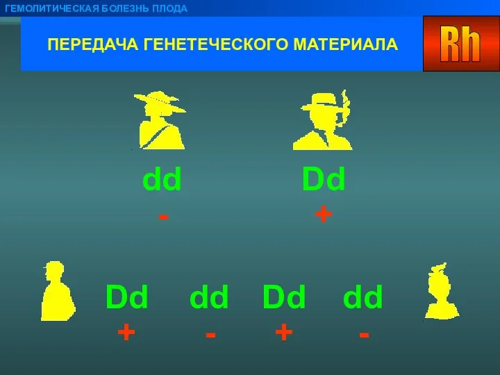 ПЕРЕДАЧА ГЕНЕТЕЧЕСКОГО МАТЕРИАЛА ГЕМОЛИТИЧЕСКАЯ БОЛЕЗНЬ ПЛОДА dd Dd Dd dd Dd