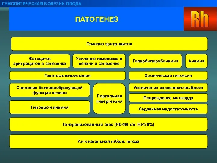 ПАТОГЕНЕЗ ГЕМОЛИТИЧЕСКАЯ БОЛЕЗНЬ ПЛОДА Гемолиз эритроцитов Усиление гемопоэза в печени и