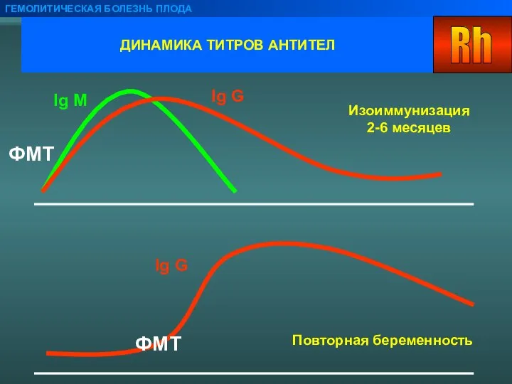 ДИНАМИКА ТИТРОВ АНТИТЕЛ ГЕМОЛИТИЧЕСКАЯ БОЛЕЗНЬ ПЛОДА Ig M Ig G Ig