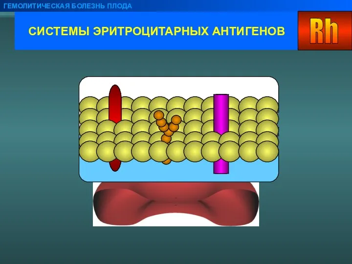 СИСТЕМЫ ЭРИТРОЦИТАРНЫХ АНТИГЕНОВ ГЕМОЛИТИЧЕСКАЯ БОЛЕЗНЬ ПЛОДА