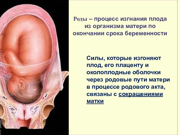 Роды – процесс изгнания плода из организма матери по окончании срока