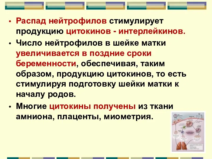 Распад нейтрофилов стимулирует продукцию цитокинов - интерлейкинов. Число нейтрофилов в шейке