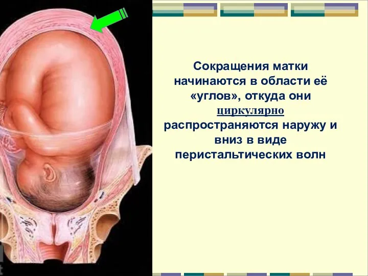 Сокращения матки начинаются в области её «углов», откуда они циркулярно распространяются