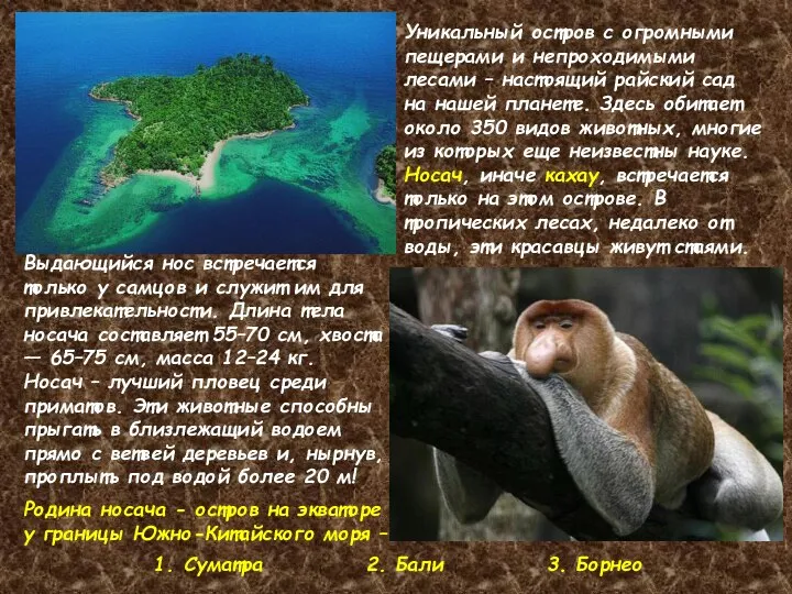 Выдающийся нос встречается только у самцов и служит им для привлекательности.