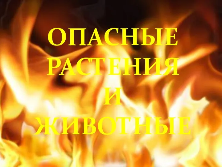 ОПАСНЫЕ РАСТЕНИЯ И ЖИВОТНЫЕ