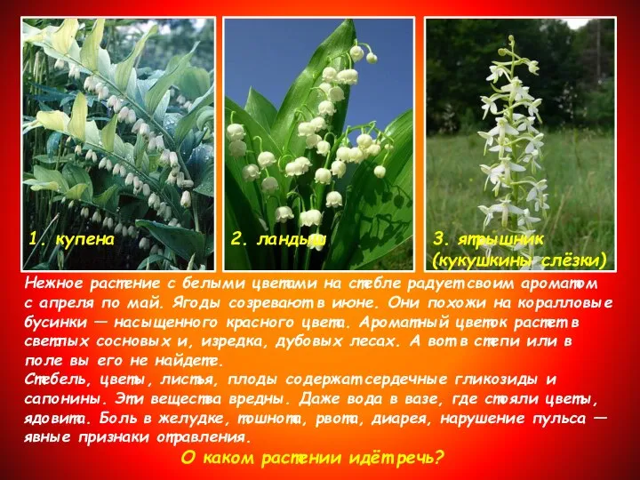 Нежное растение с белыми цветами на стебле радует своим ароматом с