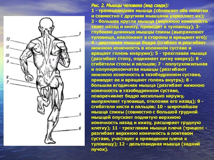 Рис. 2. Мышцы человека (вид сзади): 1 - трапецевидная мышца (сближает