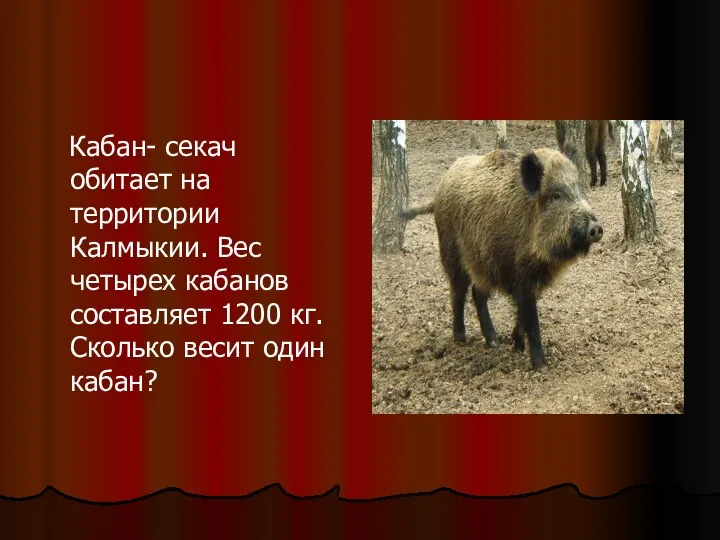 Кабан- секач обитает на территории Калмыкии. Вес четырех кабанов составляет 1200 кг. Сколько весит один кабан?