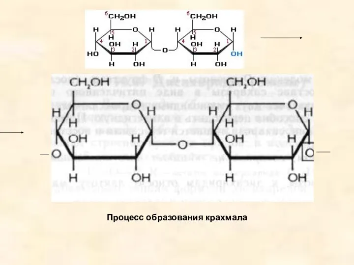 Процесс образования крахмала