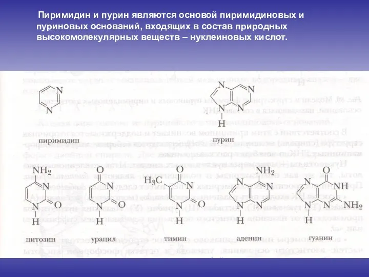 Пиримидин и пурин являются основой пиримидиновых и пуриновых оснований, входящих в