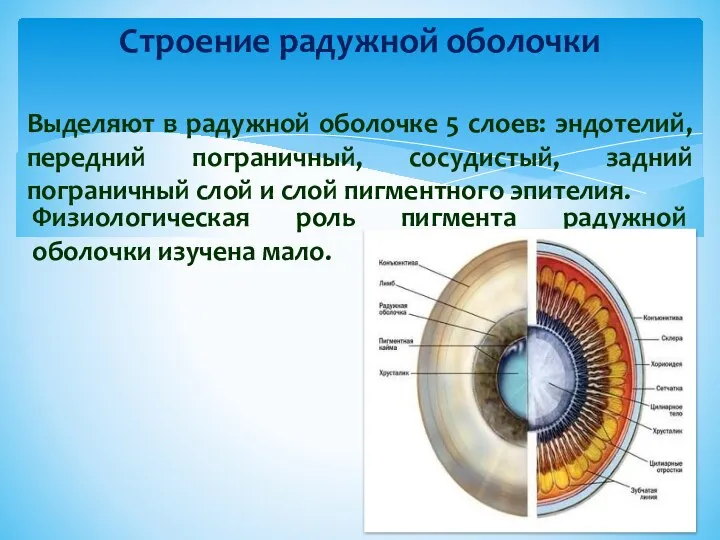 Строение радужной оболочки Выделяют в радужной оболочке 5 слоев: эндотелий, передний