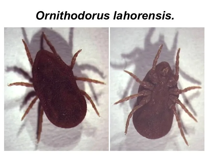 Ornithodorus lahorensis.