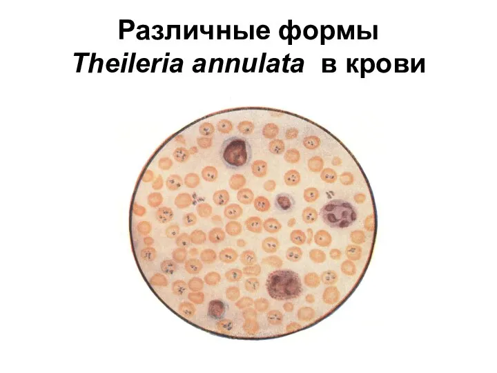 Различные формы Theileria annulata в крови