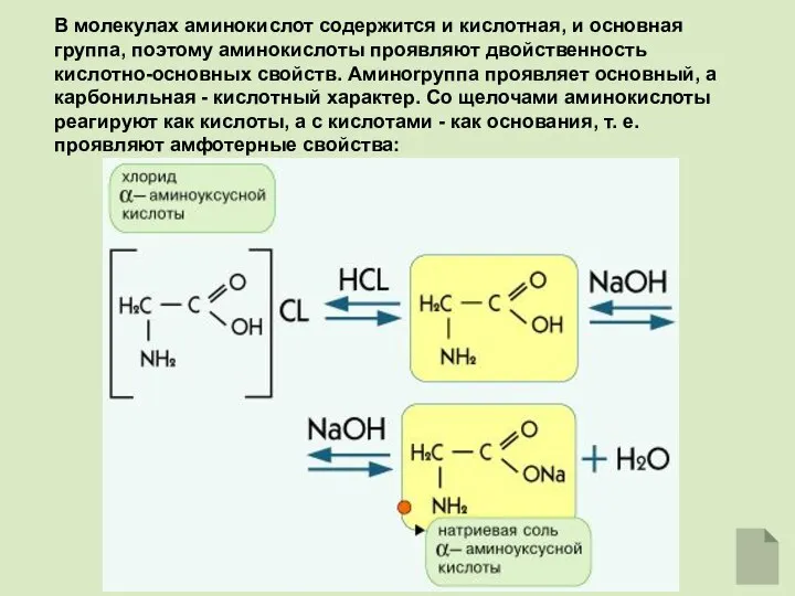 В молекулах аминокислот содержится и кислотная, и основная группа, поэтому аминокислоты