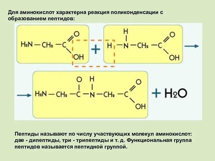 Для аминокислот характерна реакция поликонденсации с образованием пептидов: Пептиды называют по