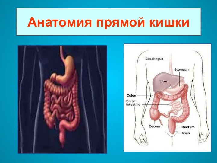 Анатомия прямой кишки