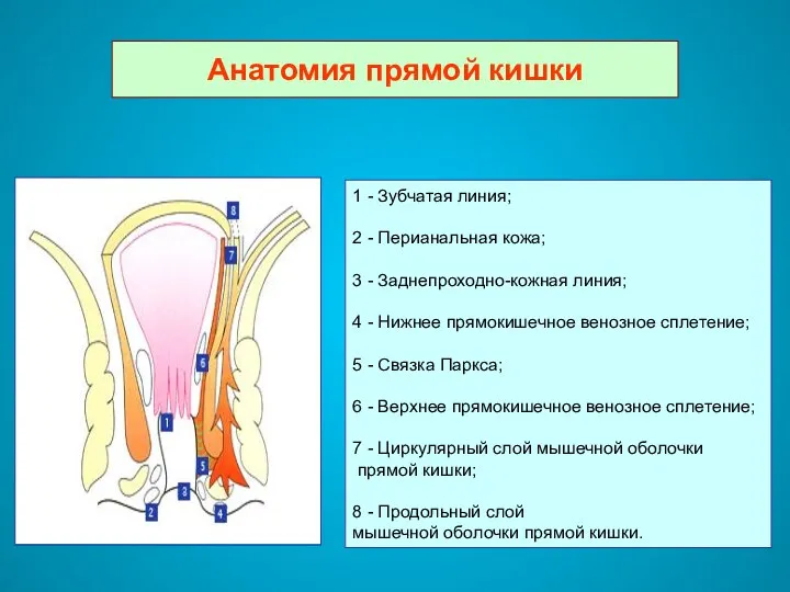 Анатомия прямой кишки 1 - Зубчатая линия; 2 - Перианальная кожа;