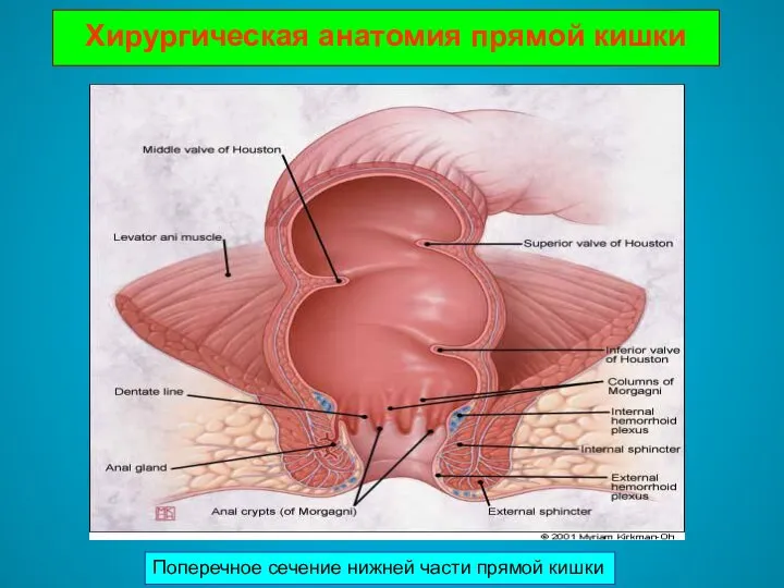 Хирургическая анатомия прямой кишки Поперечное сечение нижней части прямой кишки