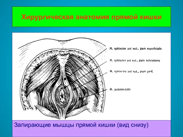 Хирургическая анатомия прямой кишки Запирающие мышцы прямой кишки (вид снизу)