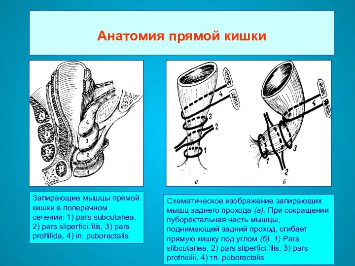 Анатомия прямой кишки Запирающие мышцы прямой кишки в поперечном сечении: 1)