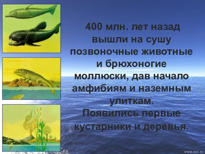 400 млн. лет назад вышли на сушу позвоночные животные и брюхоногие