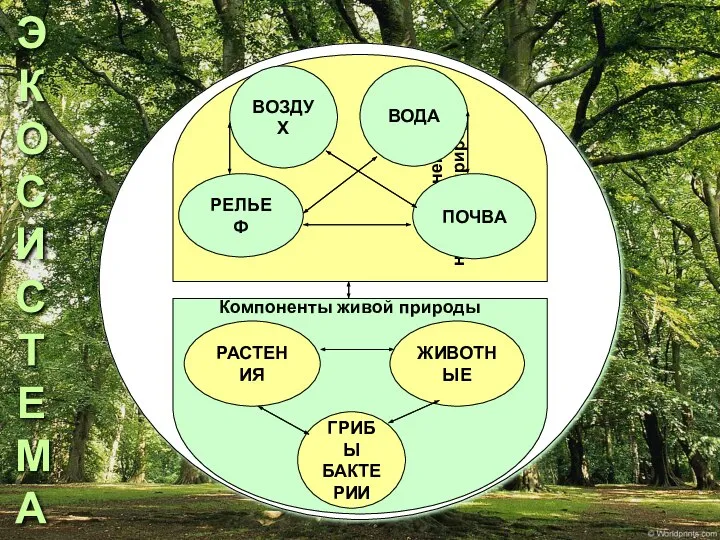 ЭКОСИСТЕМА Компоненты неживой природы ВОЗДУХ ВОДА ПОЧВА РЕЛЬЕФ ЖИВОТНЫЕ РАСТЕНИЯ ГРИБЫ БАКТЕРИИ Компоненты живой природы