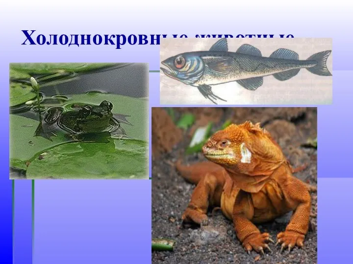 Холоднокровные животные